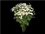 White Cushion Asteraceae