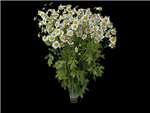 White Daisy Asteraceae