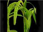 Green Millet Poaceae