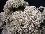 Rice Flower White