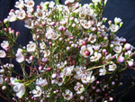 Waxflower Blondie