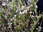 Waxflower Picture Library