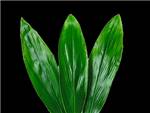 Green and White Asparagaceae