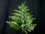 Leatherleaf Fern Leather CR Vac Pac